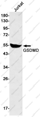 Вестерн-блоттинг, GSDMD, клетки Jurkat