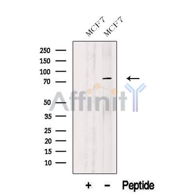 Валидация Affinity DF12563 - 7170