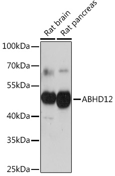 Валидация Elabscience E-AB-91864