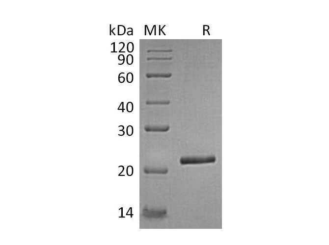 Валидация Elabscience PKSH033119(3480)