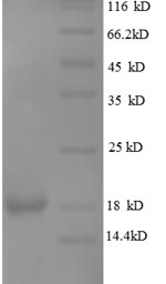 SDS-PAGE