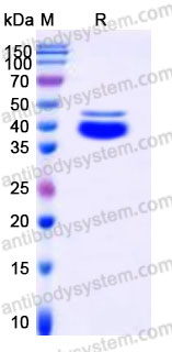 EHA80601, SDS-PAGE