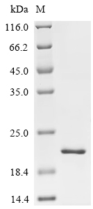 SDS-PAGE