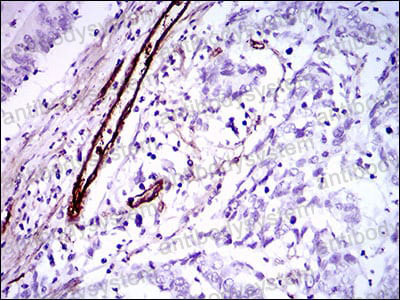 Валидация AntibodySystem RHF20002 (2481)
