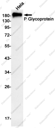 Вестерн-блоттинг, P Glycoprotein, клетки HeLa