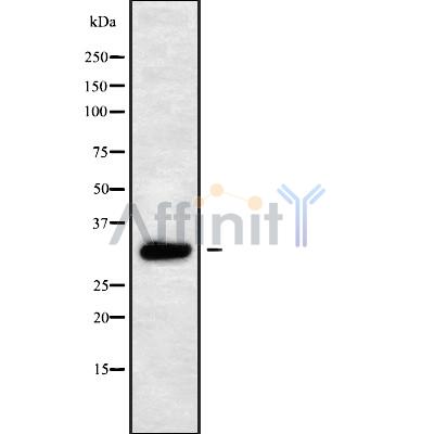 Валидация Affinity DF9221 - 21626