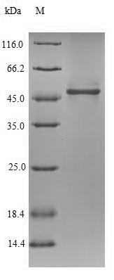 SDS-PAGE