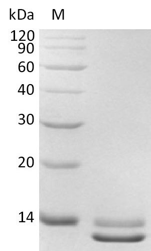 SDS-PAGE
