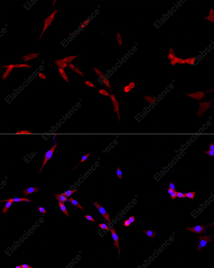 Иммунофлуоресценция, CD40L, клетки PC-12
