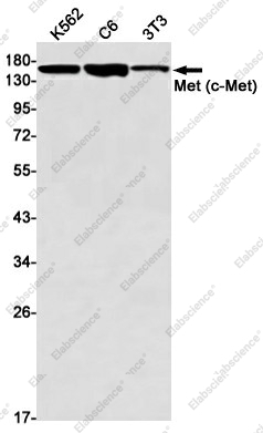 Вестерн-блоттинг, Met (c-Met), клетки K562, C6, 3T3