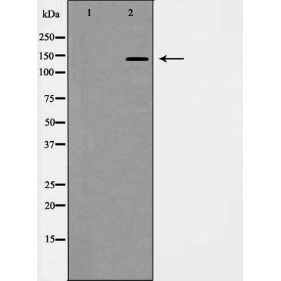 Валидация Affinity AF5489 - 3170
