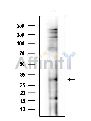 Валидация Affinity DF15964 - 12487