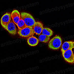 Валидация IF - AntibodySystem RHC44502