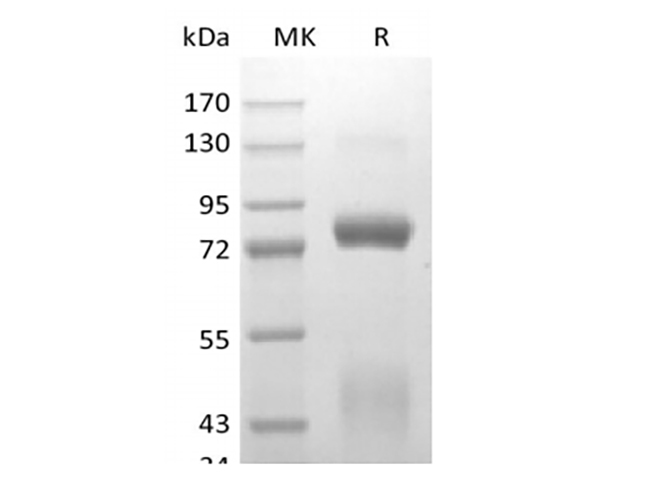 Валидация Elabscience PKSH033970(4201)