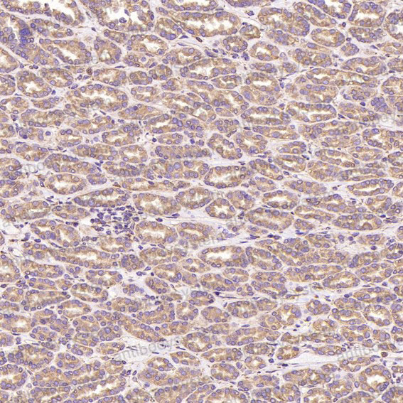 Валидация AntibodySystem RHD75201 (1798)