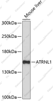 Вестерн-блоттинг, ATRNL1, ткань печени мыши
