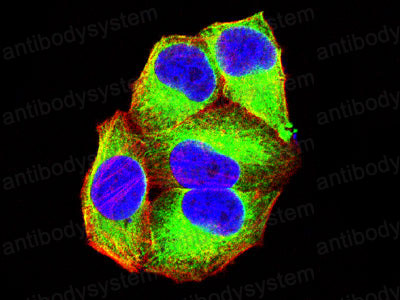Валидация IF - AntibodySystem RHC36903