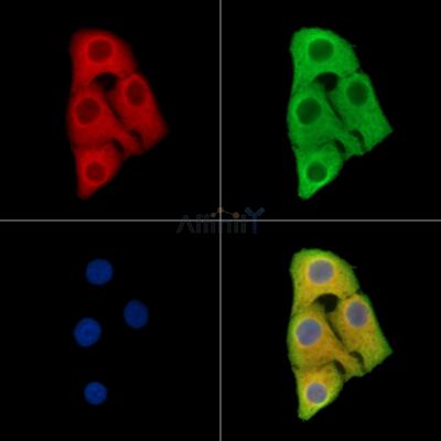 Валидация Affinity DF15441 - 11786