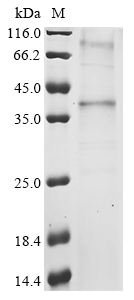 SDS-PAGE