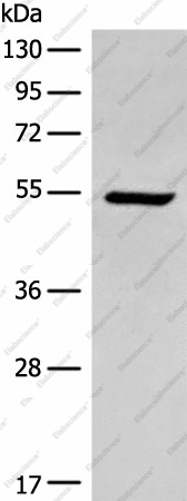 Вестерн-блоттинг, ACD, клетки HEPG2
