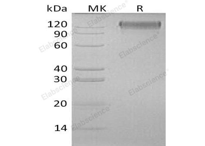 Валидация Elabscience PKSH032836(3247)