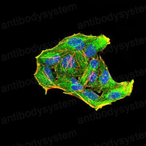 Валидация IF - AntibodySystem RHN95502 (1677)