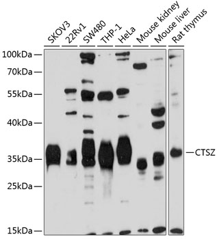Валидация Elabscience E-AB-92483