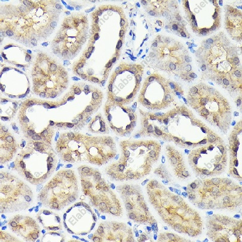 Иммуногистохимия, NADPH oxidase 4, ткань почки крысы