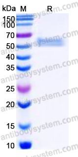 AHC14202, SDS-PAGE