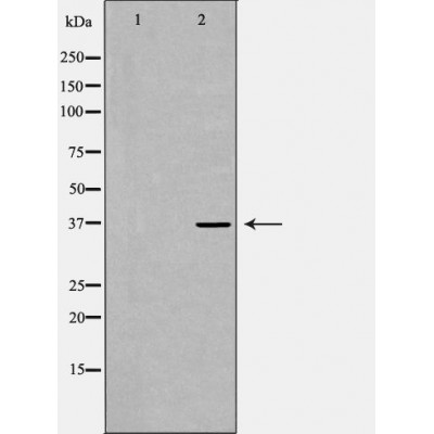 Валидация Affinity DF7403 - 19138