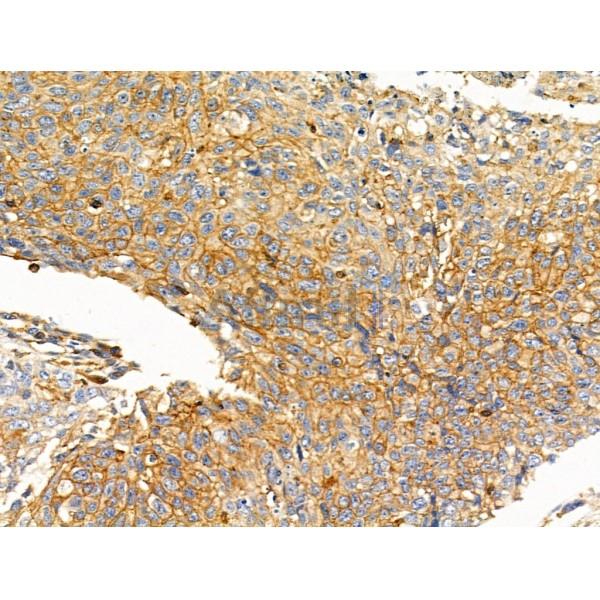 Валидация Affinity DF5000 - 16862