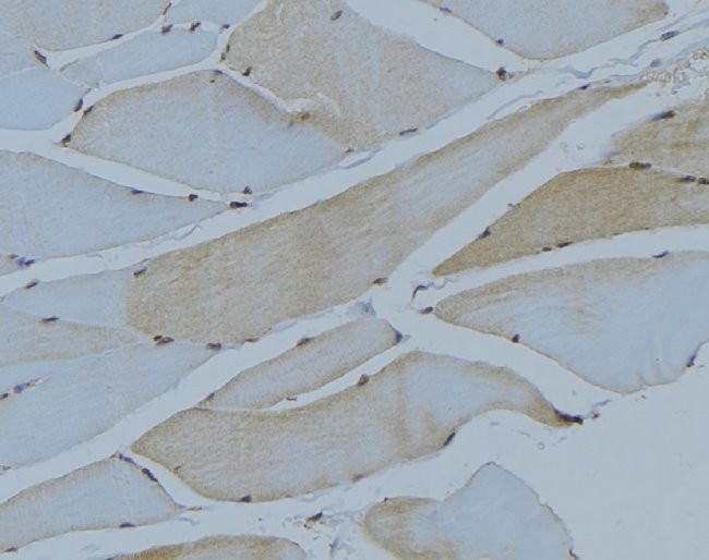 Валидация AssayVector ARM2729(5256)