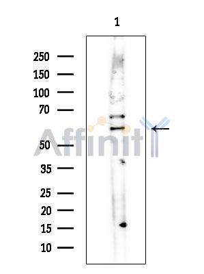 Валидация Affinity DF16080 - 12641