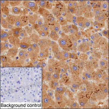 Валидация AntibodySystem RHB89402