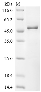 SDS-PAGE