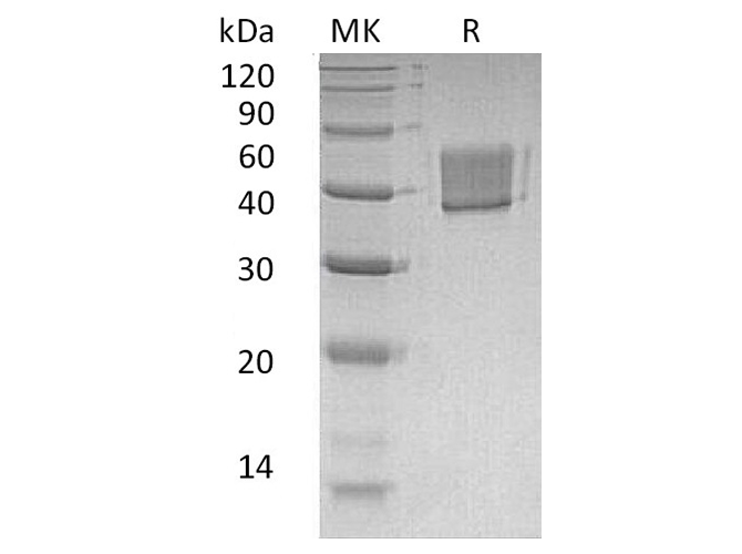 Валидация Elabscience PKSH033364(3695)