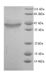 SDS-PAGE