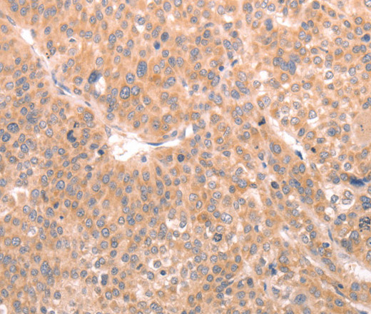 Валидация Elabscience E-AB-14461