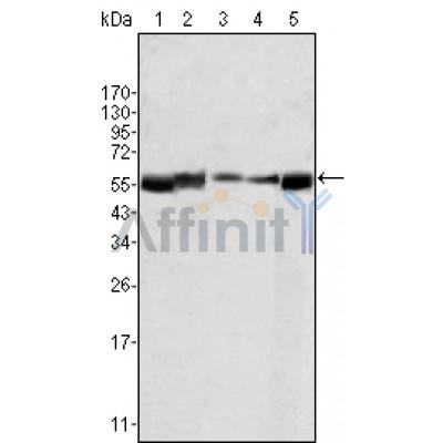 Валидация Affinity BF0643 - 5341