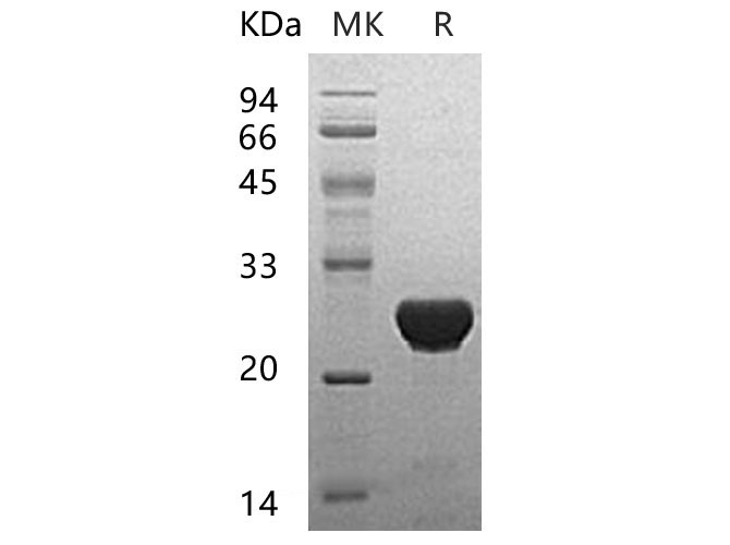 Валидация Elabscience PKSH033331(3662)