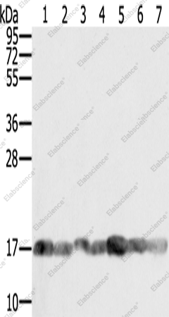 Вестерн-блоттинг, PPIA, клеточные линии PC3, Raji, NIH/3T3, K562, HeLa, HepG2 и Jurkat
