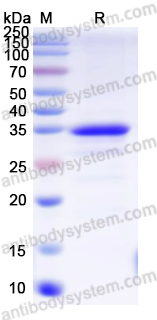 Валидация AntibodySystem YHG47901