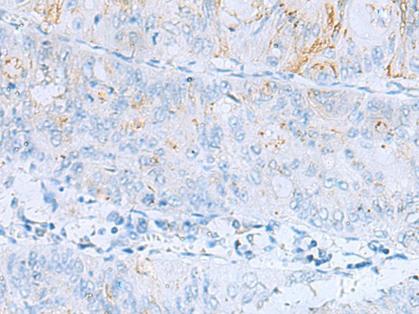 Валидация Elabscience E-AB-53244