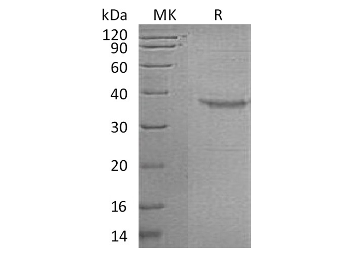 Валидация Elabscience PKSH032514(2974)