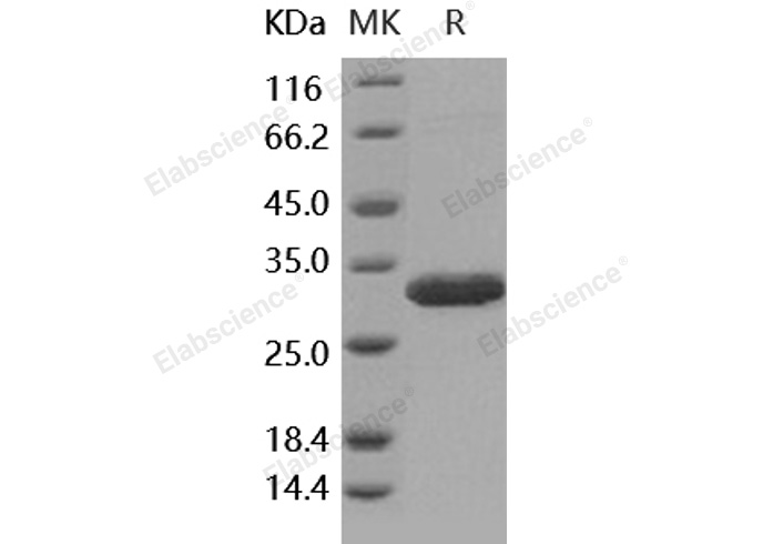 Валидация Elabscience PKSH031755(2391)