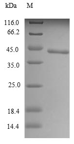 SDS-PAGE