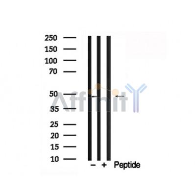 Валидация Affinity AF7756 - 4460