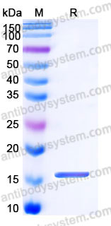 YHC82405, SDS-PAGE