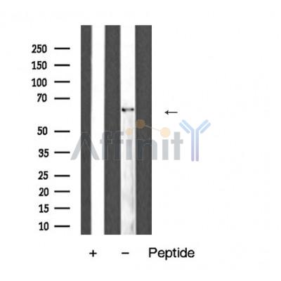 Валидация Affinity AF5479 - 3153