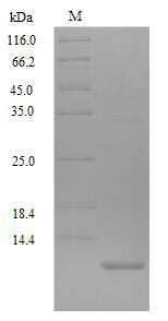 SDS-PAGE